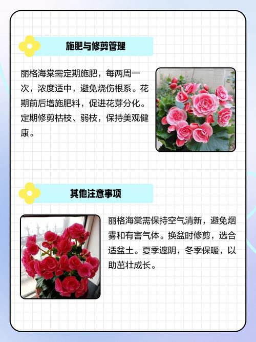 夏天丽格海棠怎么养才安全？-第1张图片-宁夏农业信息网