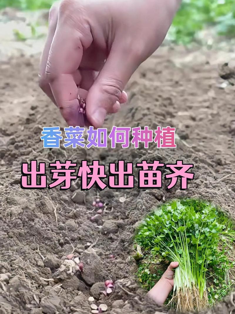 河南香菜啥时候种？怎么种高产？-第1张图片-宁夏农业信息网