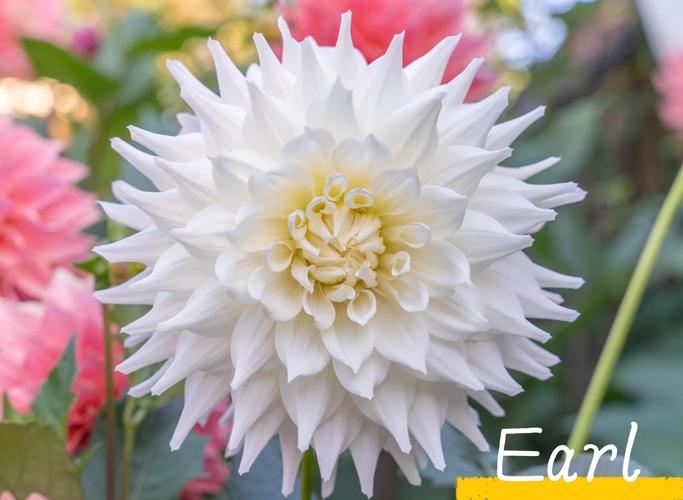 大丽花品种有哪些？名称图片怎么查？-第1张图片-宁夏农业信息网