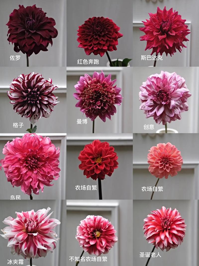 大丽花品种有哪些？名称图片怎么查？-第2张图片-宁夏农业信息网