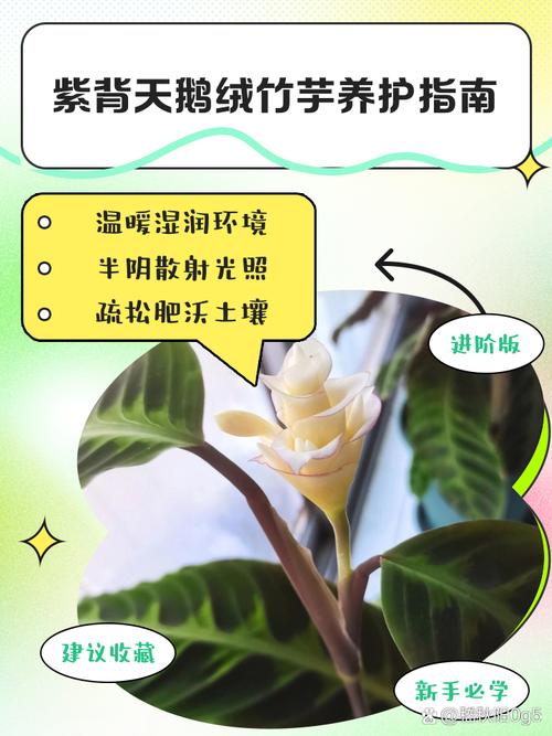 竹芋怎么养才好？-第2张图片-宁夏农业信息网