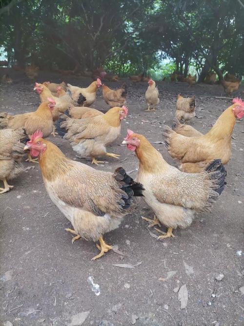 黄色脚掌土鸡是哪个品种？-第3张图片-宁夏农业信息网