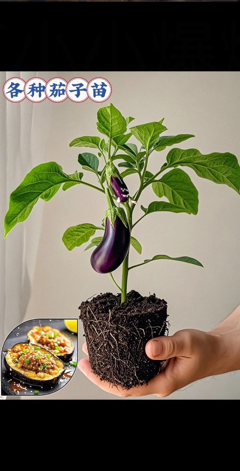 阳台种茄子，什么品种好？-第1张图片-宁夏农业信息网