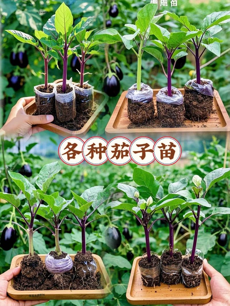 阳台种茄子，什么品种好？-第2张图片-宁夏农业信息网