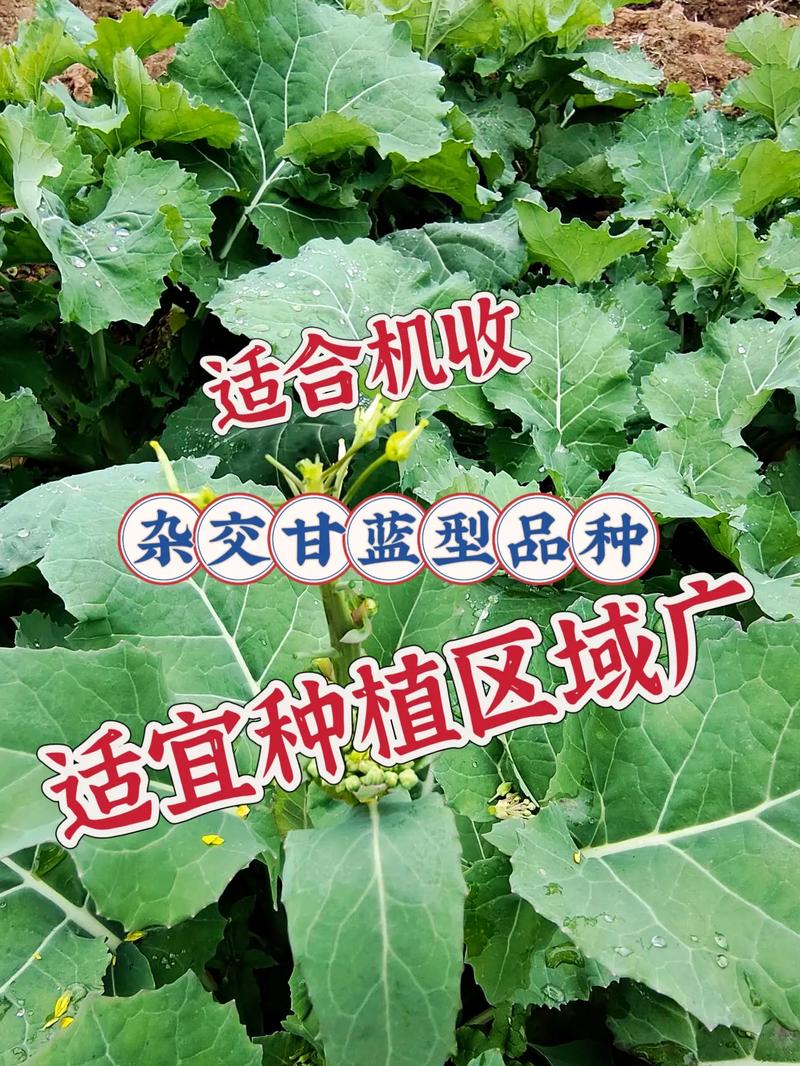 泸州种植什么品种的油菜-第1张图片-宁夏农业信息网