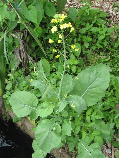泸州种植什么品种的油菜-第2张图片-宁夏农业信息网