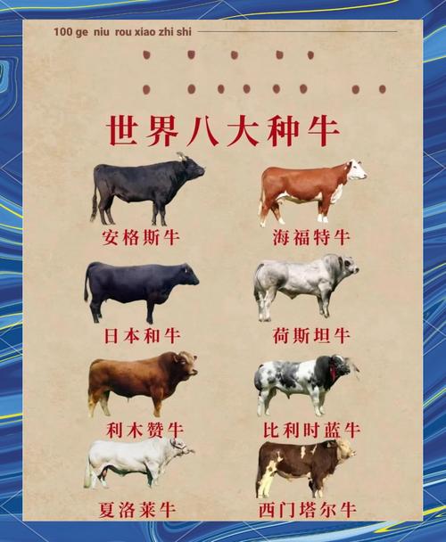 肉牛有哪些常见品种？-第1张图片-宁夏农业信息网