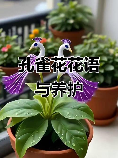 孔雀怎么种？种时要注意啥？-第2张图片-宁夏农业信息网