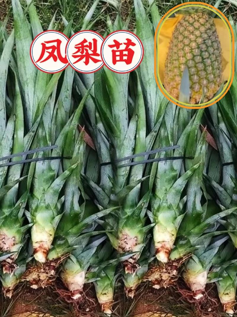 菠萝树如何产出菠萝？-第1张图片-宁夏农业信息网