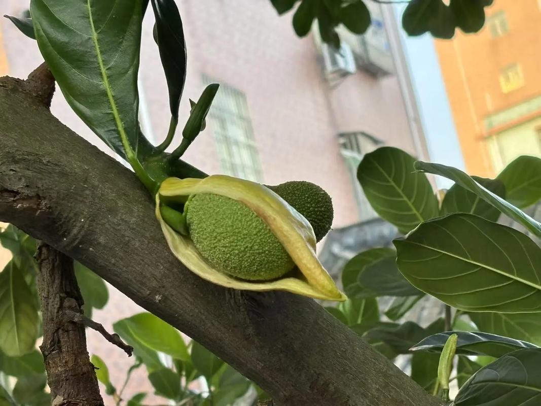 菠萝树如何产出菠萝？-第2张图片-宁夏农业信息网