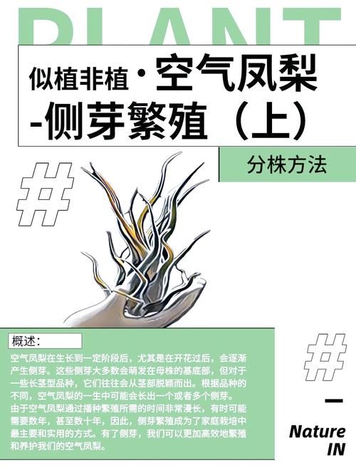 菠萝树如何产出菠萝？-第3张图片-宁夏农业信息网