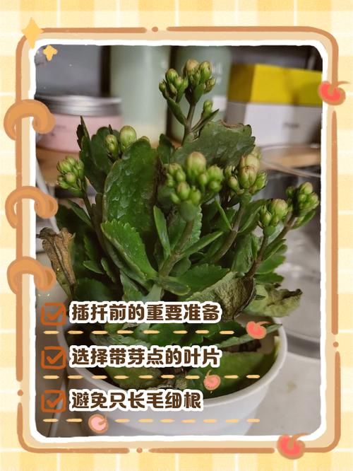 长寿花怎么扦插繁殖最快？-第1张图片-宁夏农业信息网