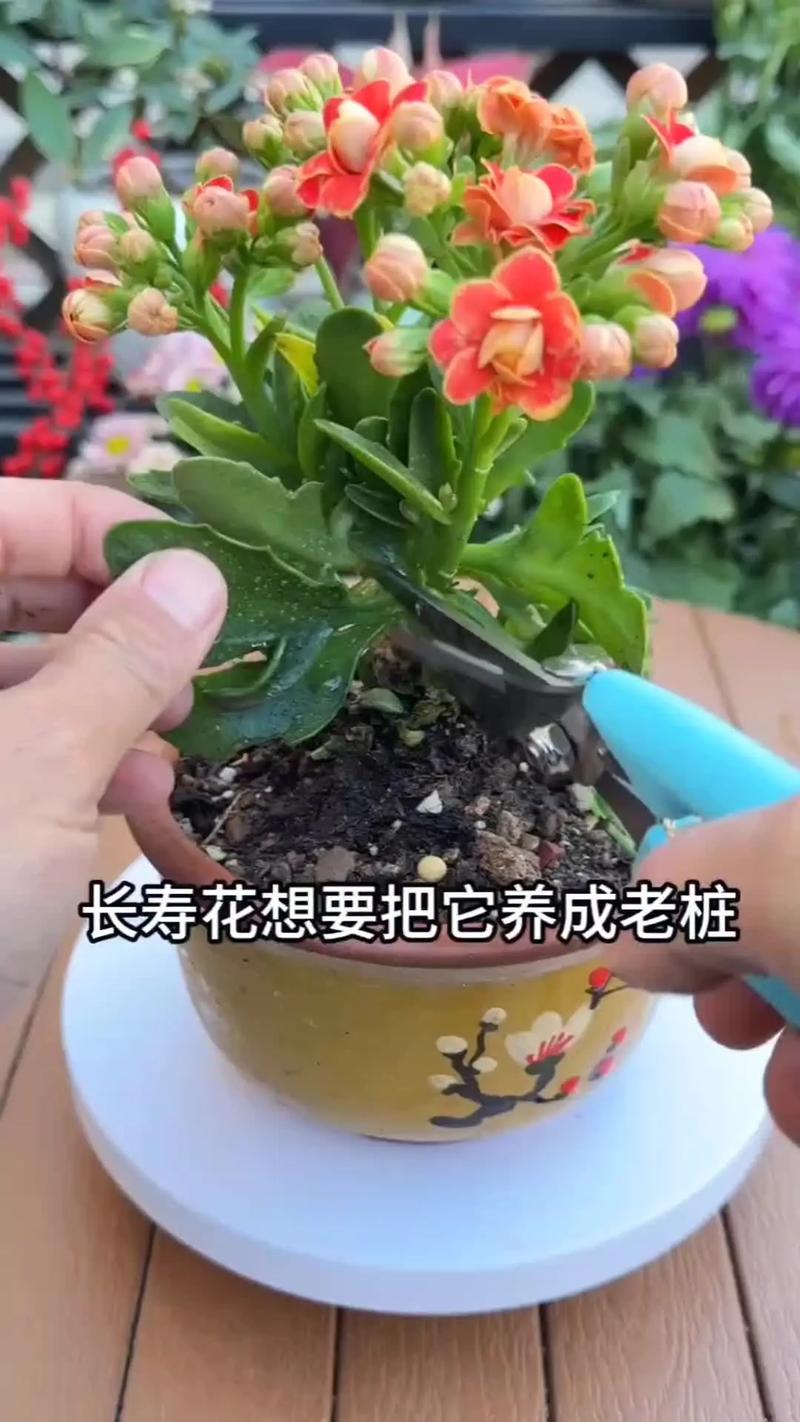 长寿花怎么扦插繁殖最快？-第2张图片-宁夏农业信息网