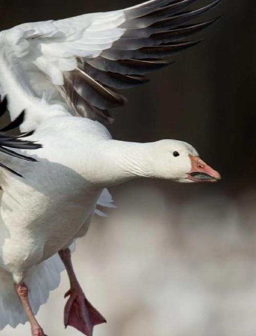 人工养殖大雁选什么品种好？-第1张图片-宁夏农业信息网