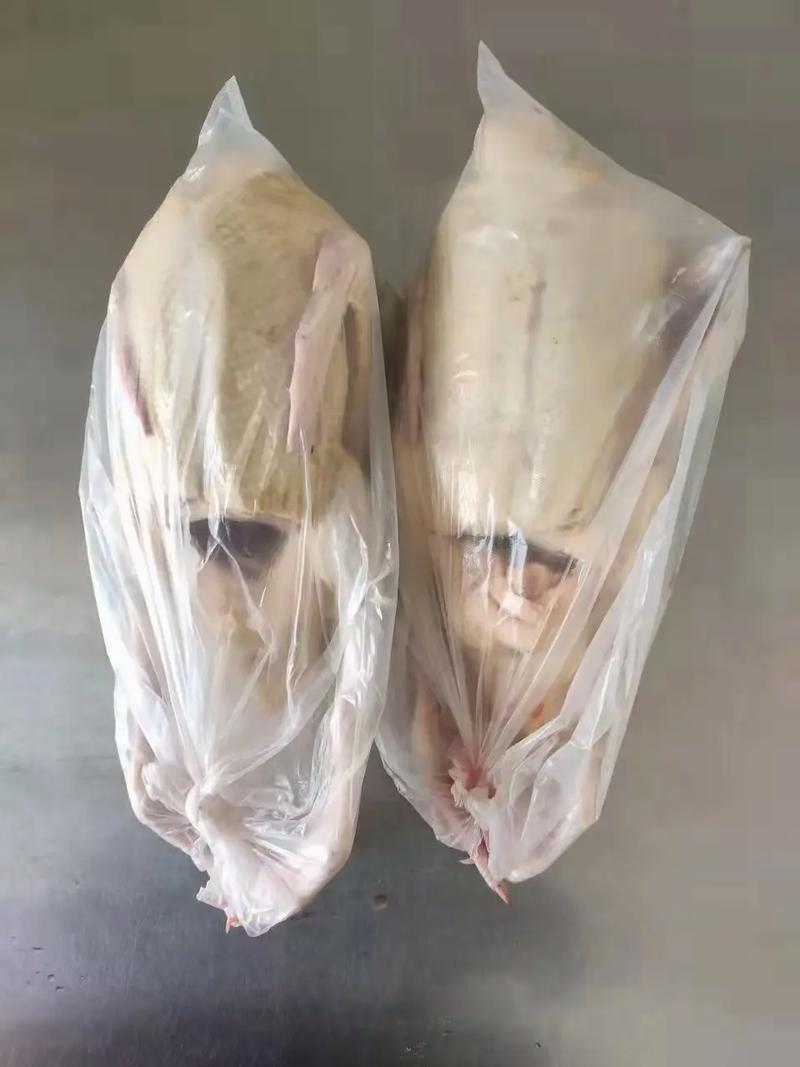 人工养殖大雁选什么品种好？-第2张图片-宁夏农业信息网