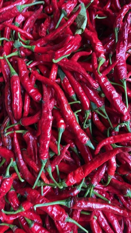 农村常见辣椒品种有哪些？-第1张图片-宁夏农业信息网