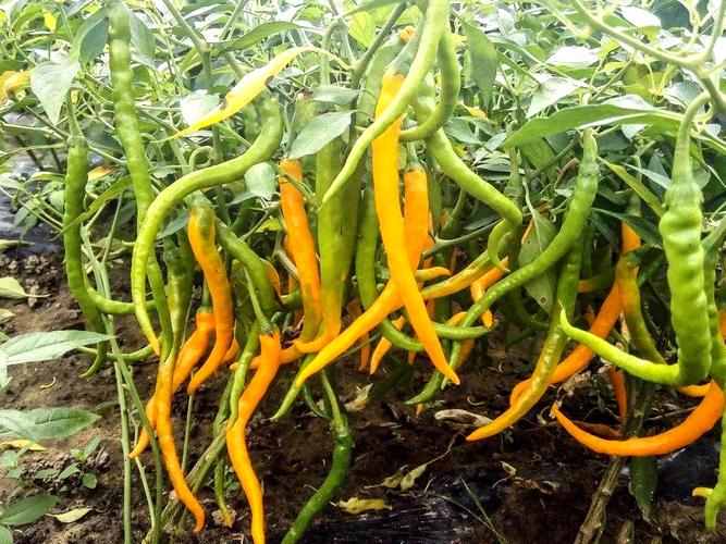 农村常见辣椒品种有哪些？-第2张图片-宁夏农业信息网