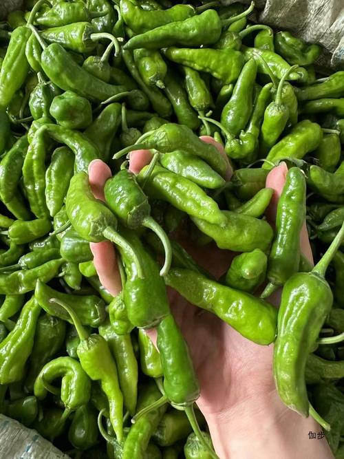 农村常见辣椒品种有哪些？-第3张图片-宁夏农业信息网