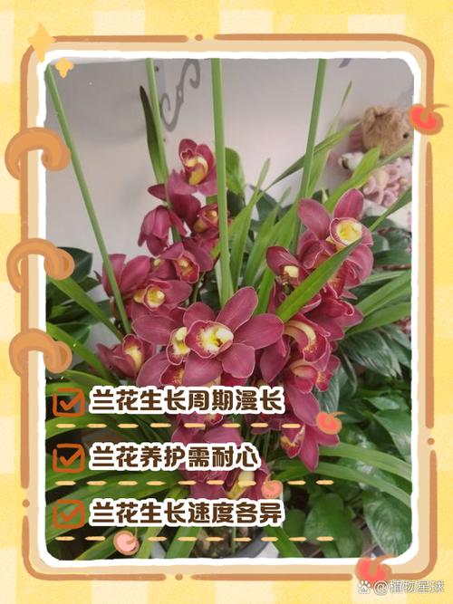 兰花分株何时最佳？繁殖方法有哪些要点？-第1张图片-宁夏农业信息网