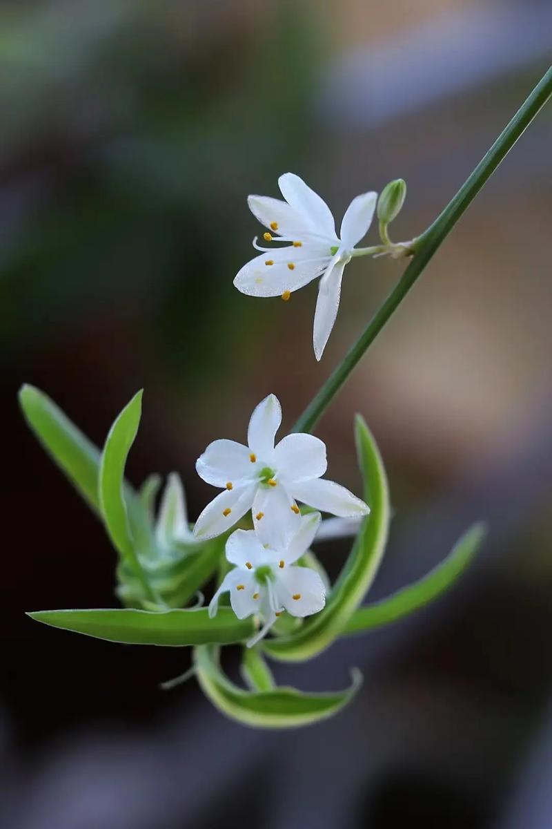 开花吊兰有哪些常见品种?-第3张图片-宁夏农业信息网 开花吊兰有哪些常见品种?-第3张图片-宁夏农业信息网
