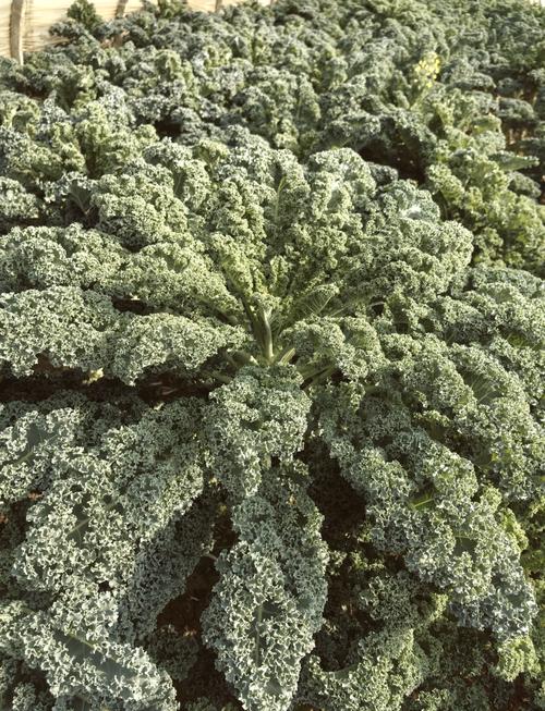 越冬羽衣甘蓝有哪些主要品种？-第2张图片-宁夏农业信息网