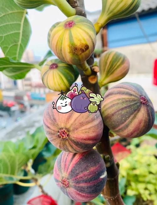 无花果哪个品种能自花授粉？-第1张图片-宁夏农业信息网