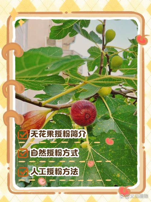 无花果哪个品种能自花授粉？-第2张图片-宁夏农业信息网