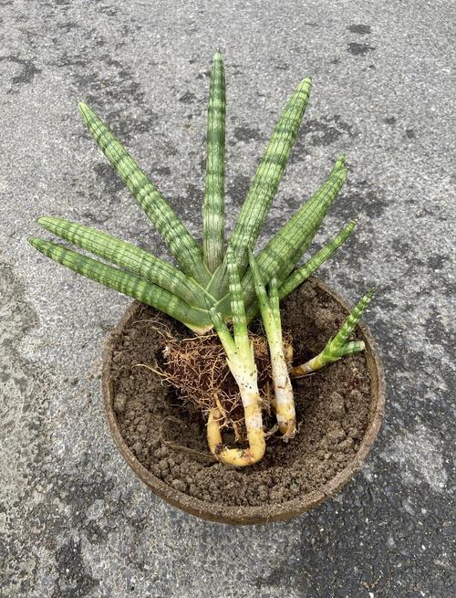 虎尾兰最佳养殖时间与方法是什么?-第1张图片-宁夏农业信息网 虎尾兰最佳养殖时间与方法是什么?-第1张图片-宁夏农业信息网