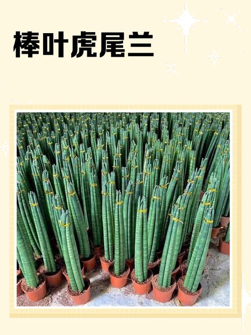 虎尾兰最佳养殖时间与方法是什么？-第2张图片-宁夏农业信息网