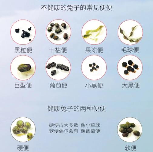 家兔白色痢疾怎么防治？-第2张图片-宁夏农业信息网