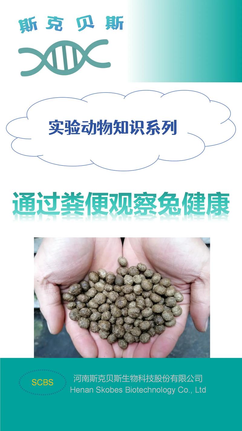 家兔白色痢疾怎么防治？-第3张图片-宁夏农业信息网