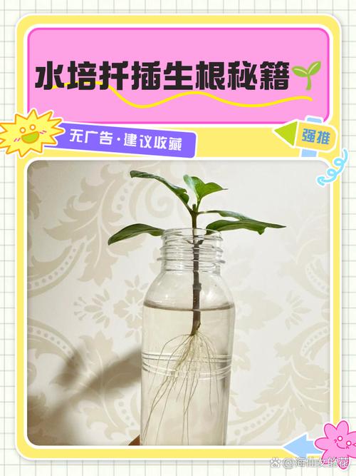 扦插盘龙香生根最快方法-第1张图片-宁夏农业信息网 扦插盘龙香生根最快方法-第1张图片-宁夏农业信息网