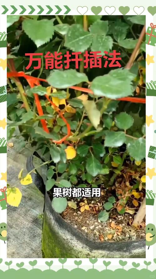 扦插盘龙香生根最快方法-第3张图片-宁夏农业信息网 扦插盘龙香生根最快方法-第3张图片-宁夏农业信息网