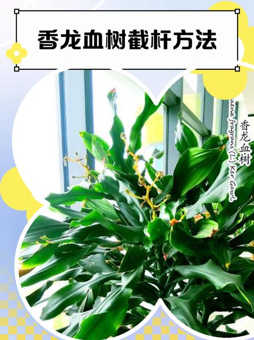 扦插盘龙香生根最快方法-第2张图片-宁夏农业信息网