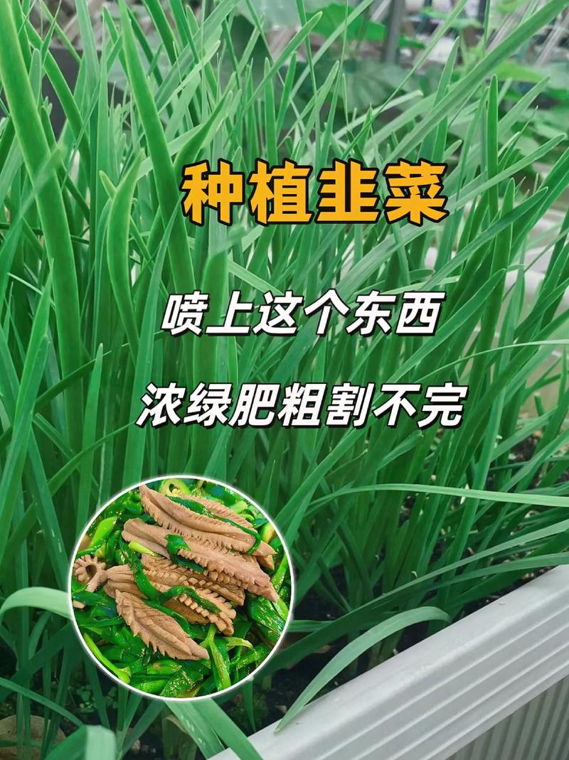 大面积韭菜如何高效种植？-第1张图片-宁夏农业信息网