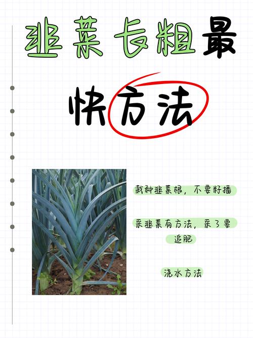 大面积韭菜如何高效种植？-第2张图片-宁夏农业信息网