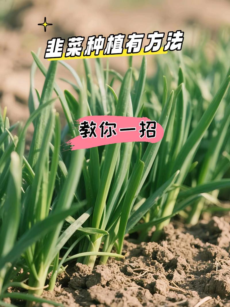 大面积韭菜如何高效种植？-第3张图片-宁夏农业信息网