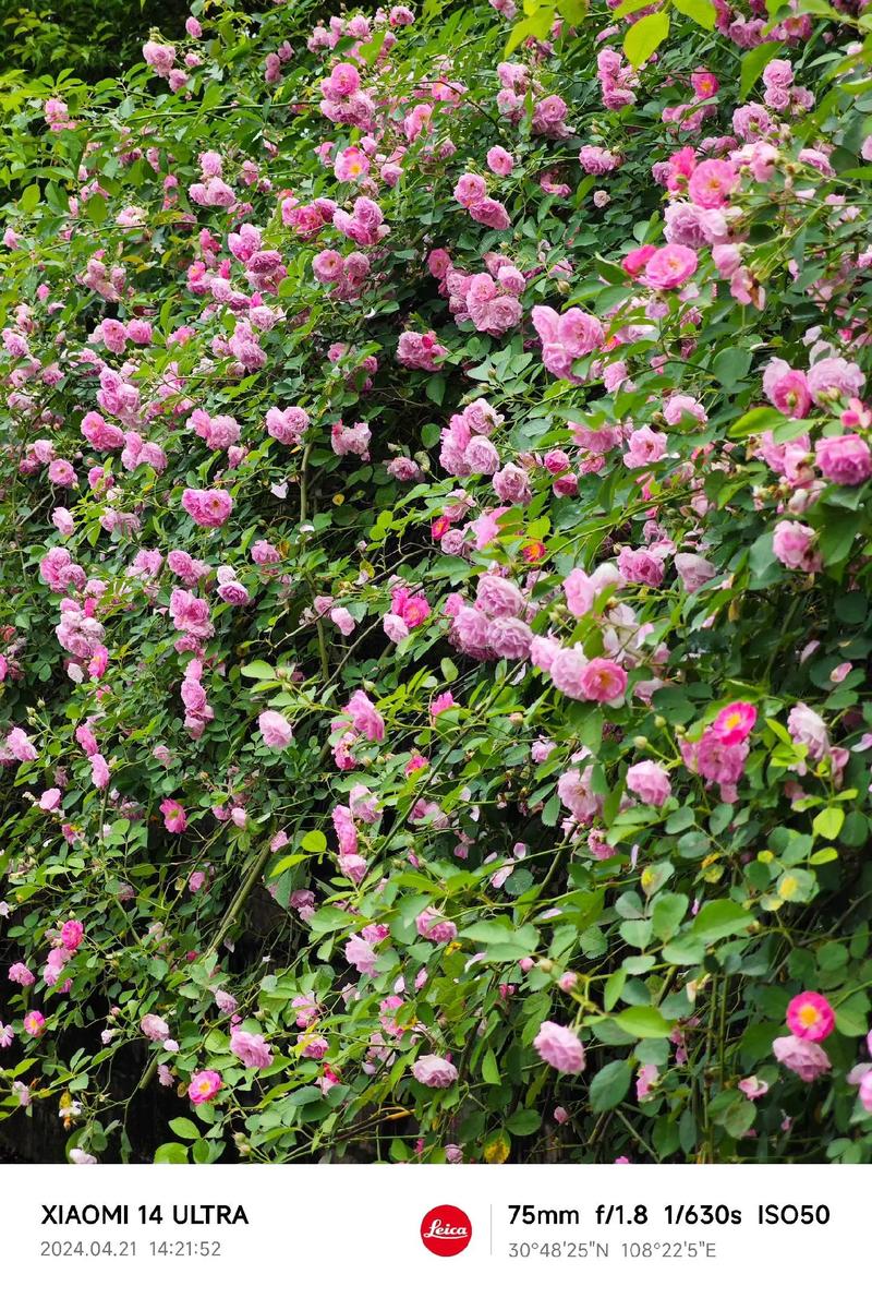 冬季开花的蔷薇品种有哪些？-第1张图片-宁夏农业信息网