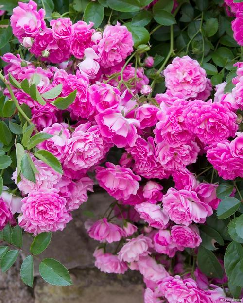 冬季开花的蔷薇品种有哪些？-第3张图片-宁夏农业信息网