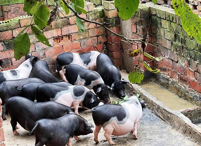 什么猪种最适合生态养殖？-第1张图片-宁夏农业信息网