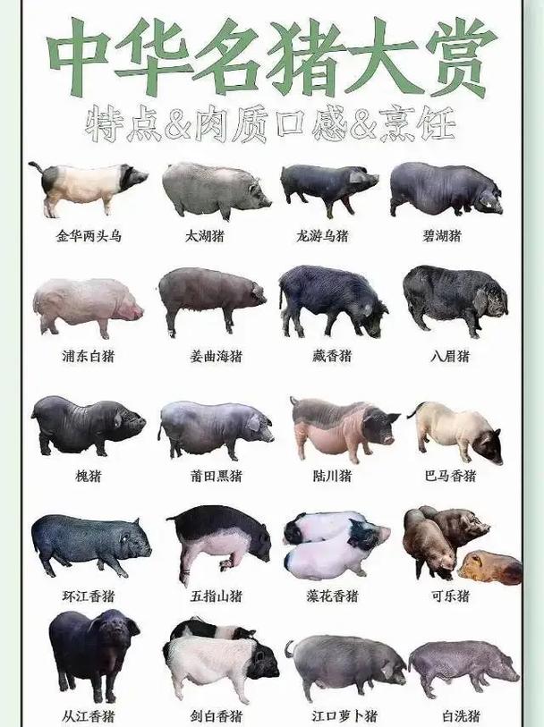 什么猪种最适合生态养殖？-第2张图片-宁夏农业信息网