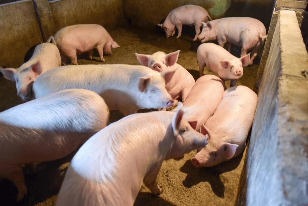 什么猪种最适合生态养殖？-第3张图片-宁夏农业信息网