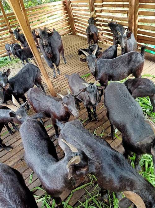 广西适合养什么山羊品种？-第1张图片-宁夏农业信息网