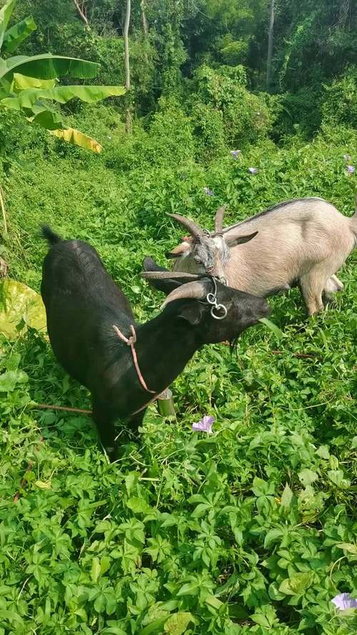 广西适合养什么山羊品种？-第2张图片-宁夏农业信息网