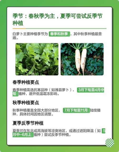 白萝卜品种怎么选？-第1张图片-宁夏农业信息网