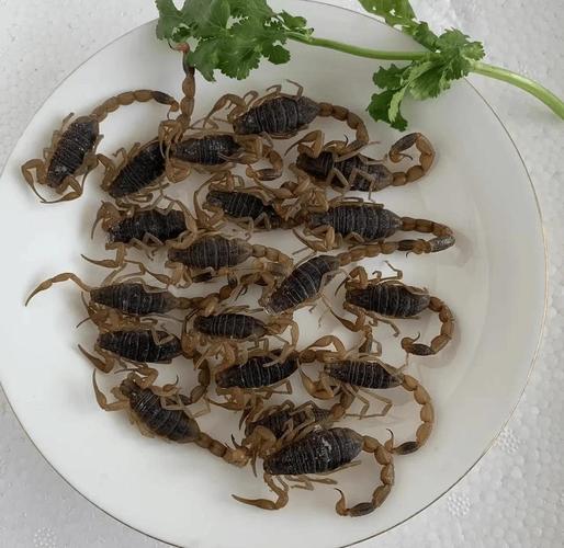 蝎子哪些品种是保护动物？-第1张图片-宁夏农业信息网