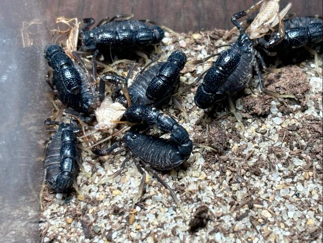 蝎子哪些品种是保护动物？-第2张图片-宁夏农业信息网