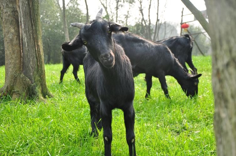 湖南养殖什么品种羊最好？-第1张图片-宁夏农业信息网