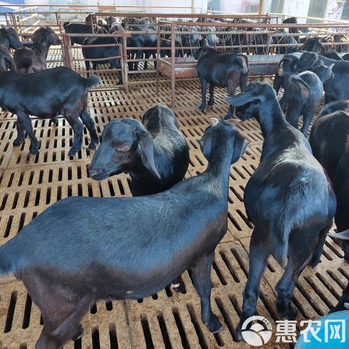 湖南养殖什么品种羊最好？-第3张图片-宁夏农业信息网