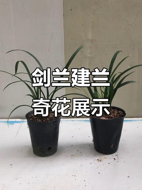 剑兰与建兰，兰花品种如何区分？-第1张图片-宁夏农业信息网
